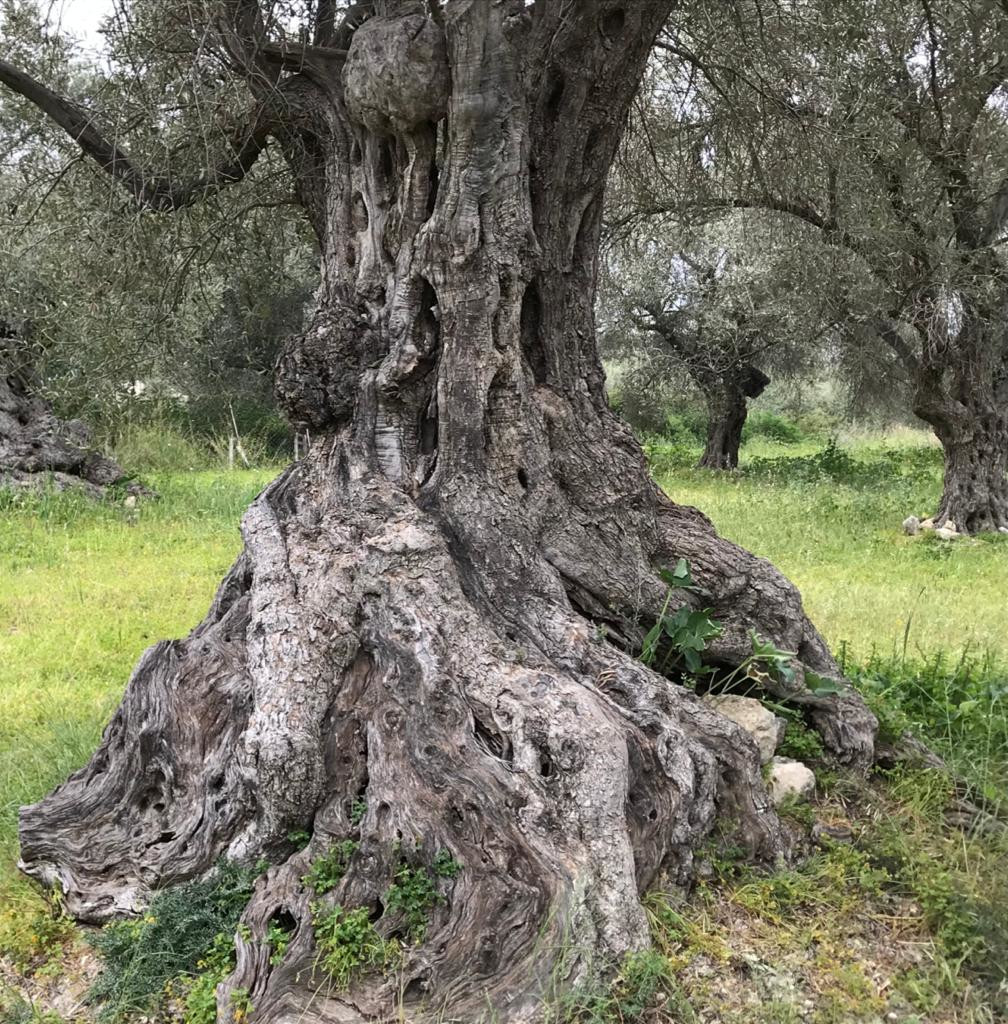 Oude olijfboom op Kreta