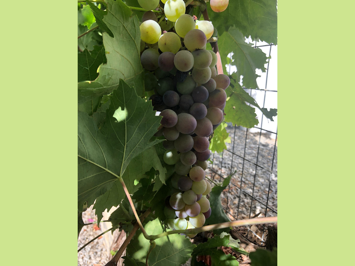 Druiven in eigen tuin, Villa Ithaka op Kreta, het ideale vakantiethuis!